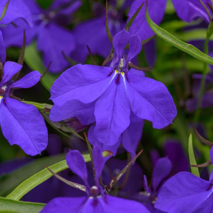 Heatopia™ Dark Blue - Lobelia erinus