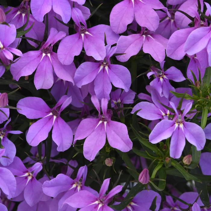 Heatopia™ Lavender - Lobelia erinus