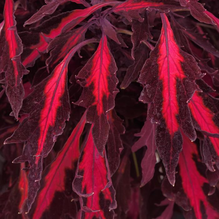 FlameThrower™ 'Adobo Pink' - Coleus