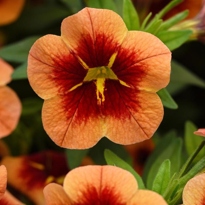 Bumble Bee™ Orange Improved - Calibrachoa (Mini Petunia)