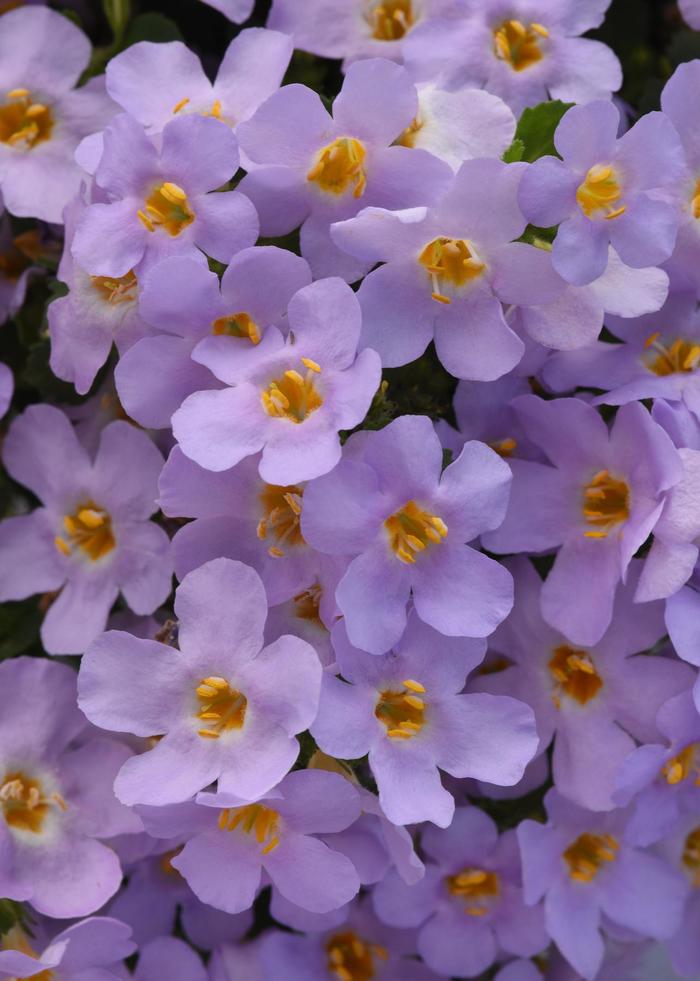 MegaCopa&trade; Lavender - Bacopa