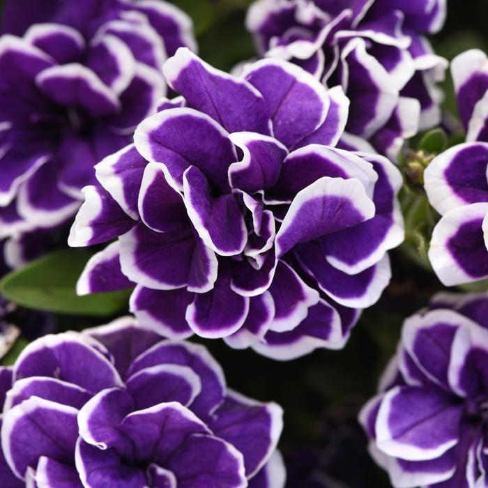 'Frosted Sapphire' - Petunia