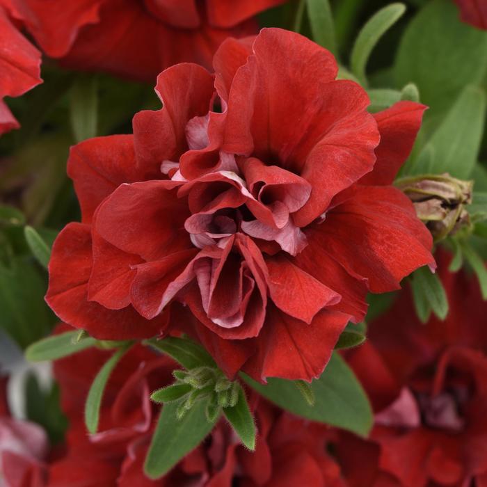 Vogue™ Red - Petunia 