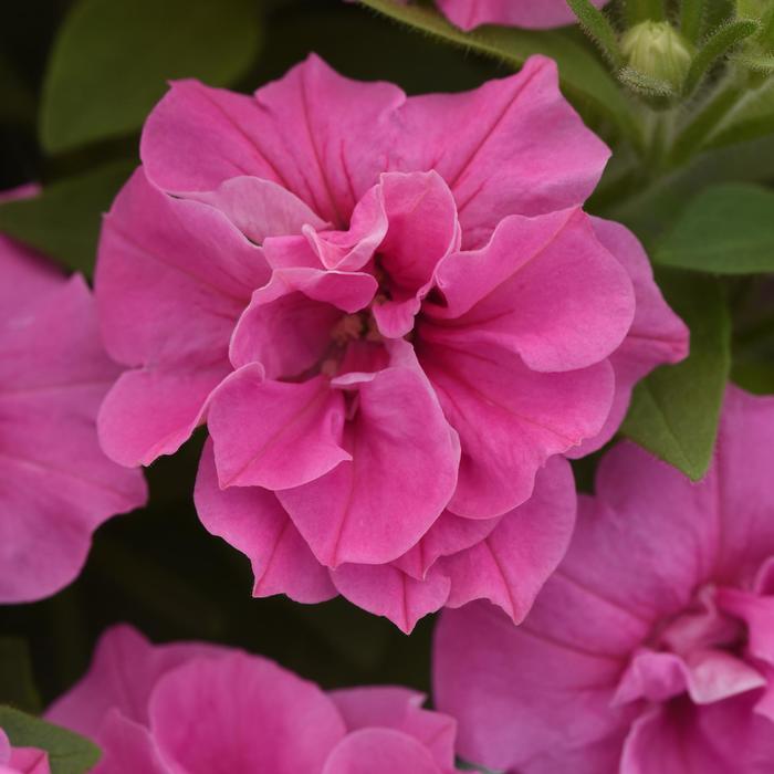 Vogue™ Pink - Petunia