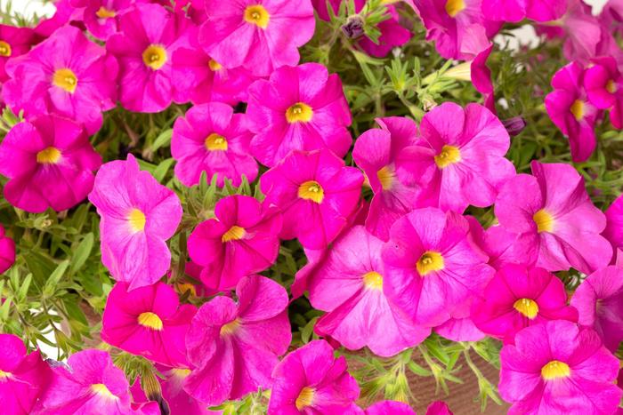 SuperCal® 'Shocking Pink' - Petchoa (Petunia)