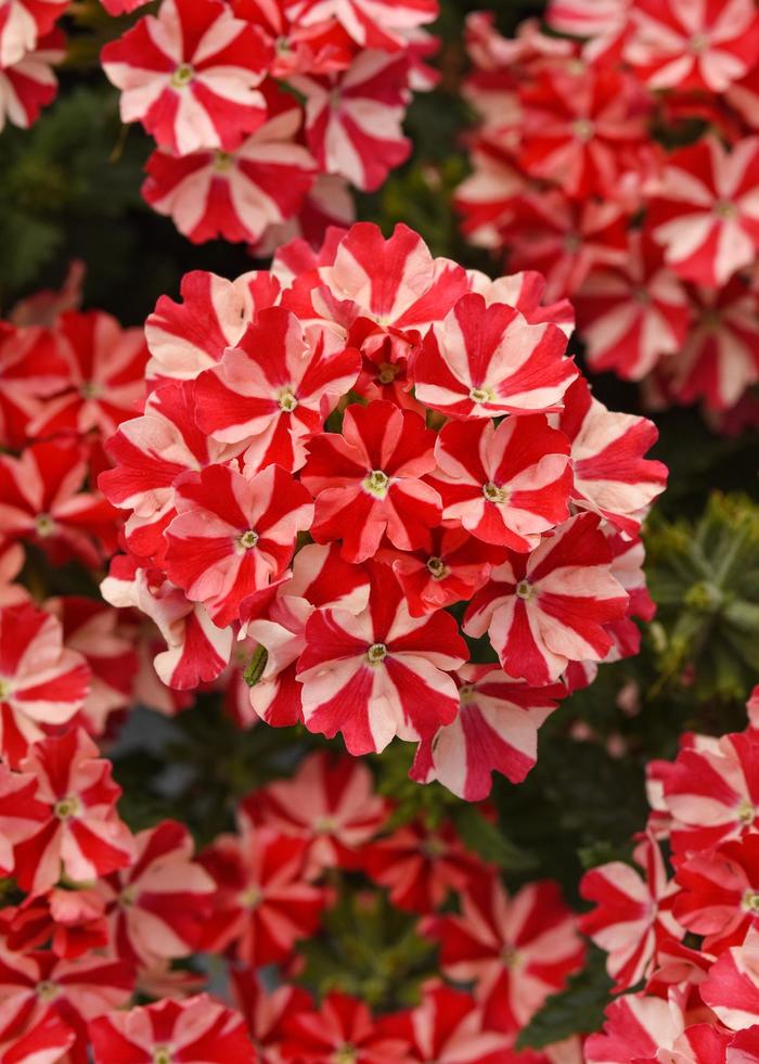 Firehouse™ 'Peppermint' - Verbena peruviana