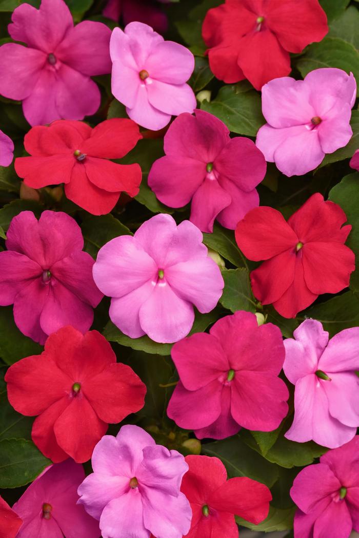 Beacon® 'Otway Mix' - Impatiens walleriana