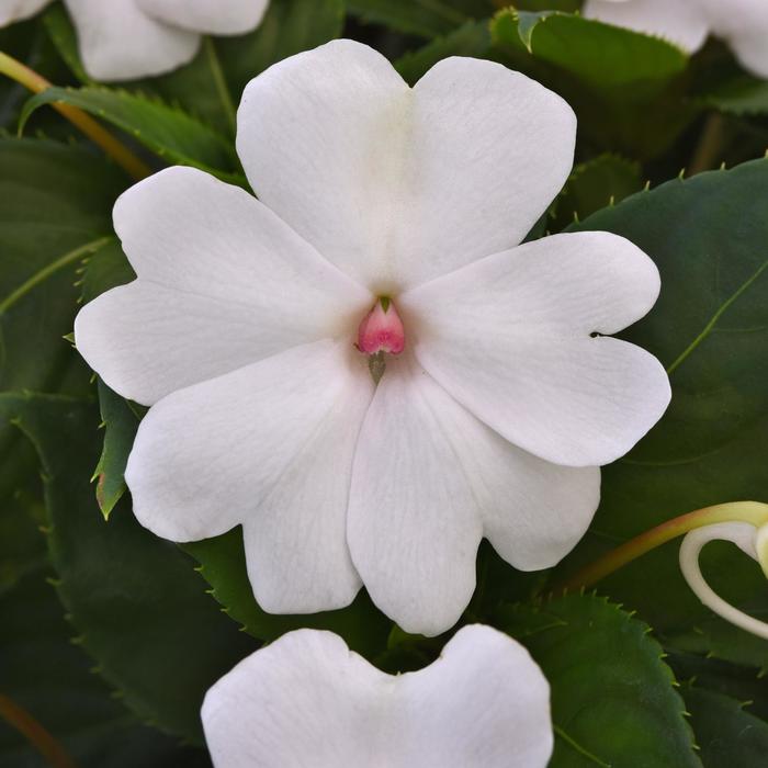 Solarscape™ 'XL White Pearl' - Impatiens (Interspecific Impatiens)