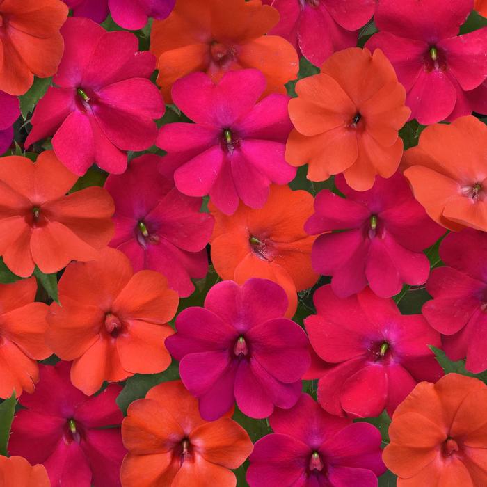 Solarscape™ 'Voodoo Mix' - Impatiens (Interspecific Impatiens)