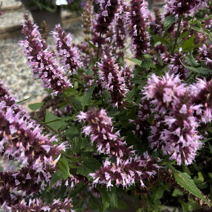 Anise Hyssop - Agastache 'Beelicious Pink'