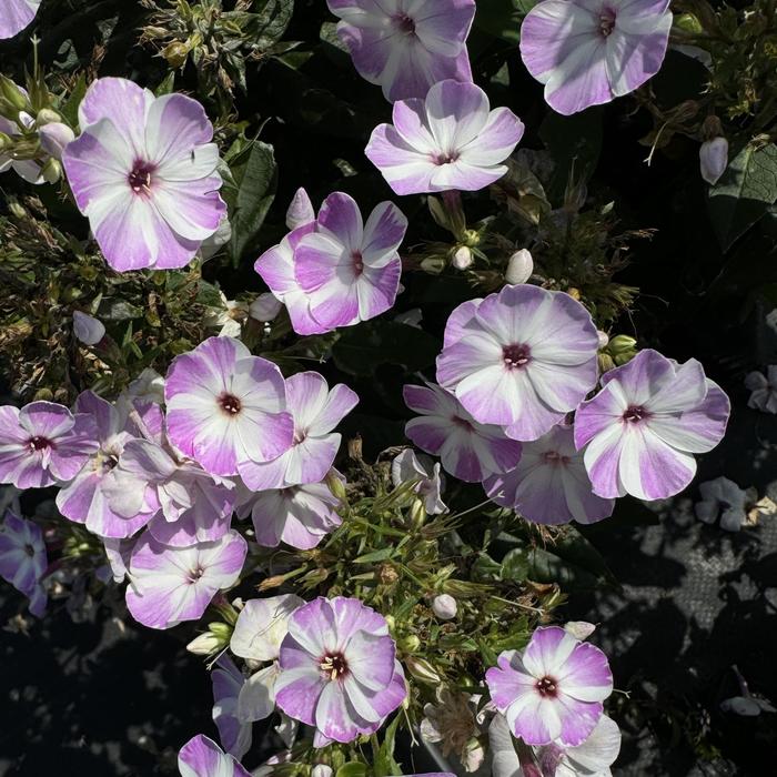 Garden Phlox - Phlox paniculata Flame™ Lilac Star