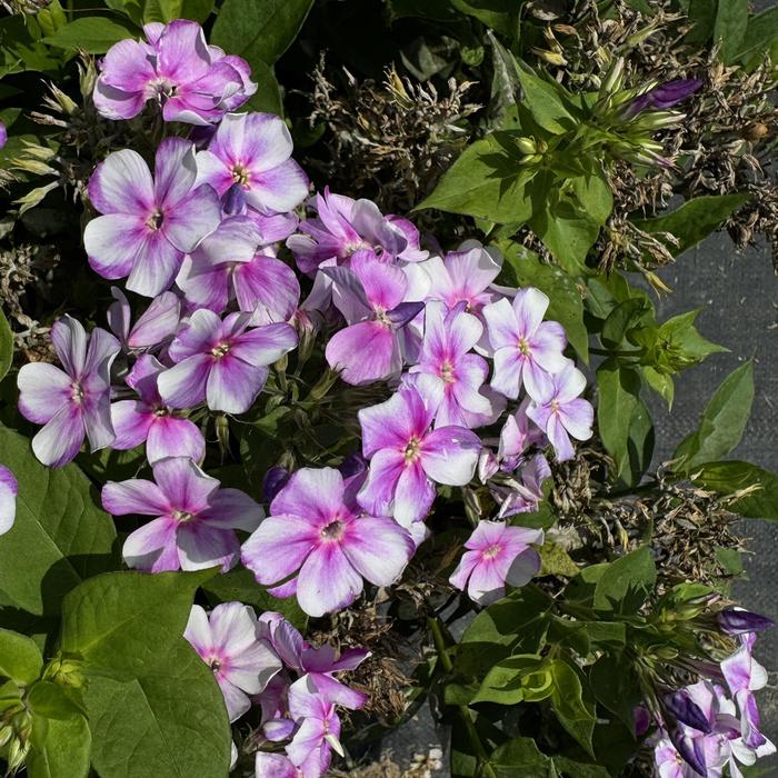 Garden Phlox - Phlox paniculata Bambini® Lucky Lilac 