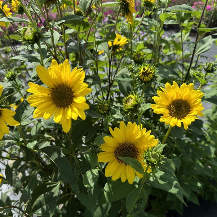 Sunflower - Helianthus 'Suncatcher' 