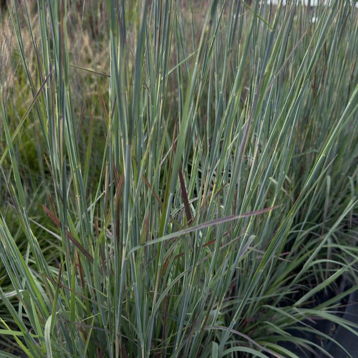 Little Bluestem - Schizachyrium scoparium 'Sandhill' 