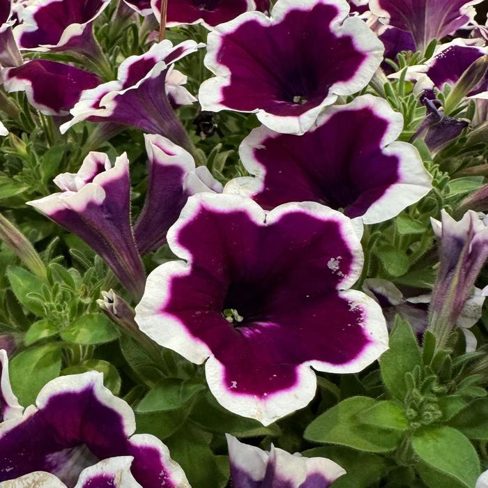 Painted Love™ Purple - Petunia