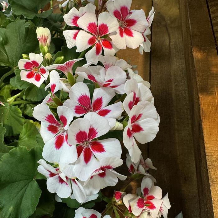 Mojo™ White Splash - Pelargonium (Interspecific Geranium)