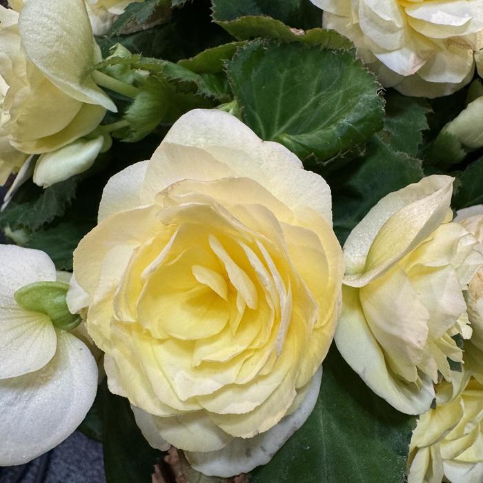 Nonstop® 'Lemon' - Begonia x tuberhybrida (Tuberous Begonia)