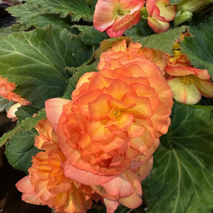 Nonstop® 'Flame' - Begonia x tuberhybrida (Tuberous Begonia)