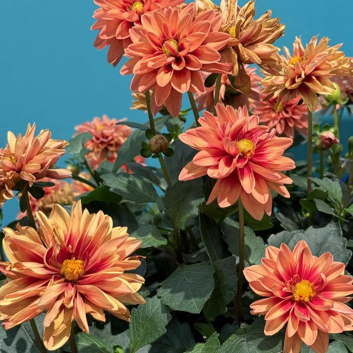 Dalaya® Apricot Red Eye - Dahlia