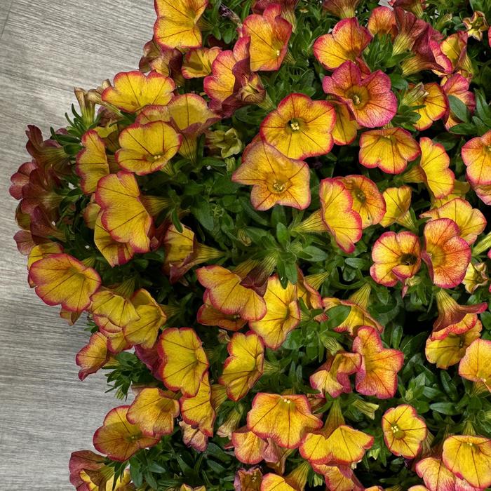 MiniFamous® 'Uno Ember Eclipse' - Calibrachoa (Trailing Petunia)