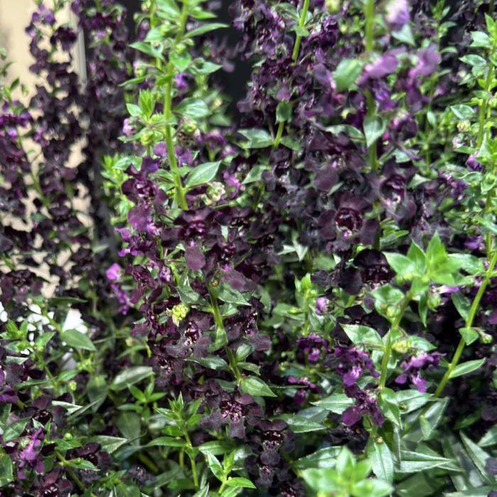 Angelflare&trade; Black - Angelonia