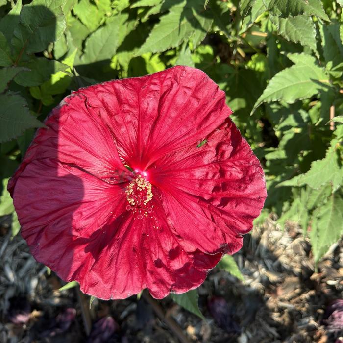 Rose Mallow - Hibiscus 'Blackberry Merlot' 