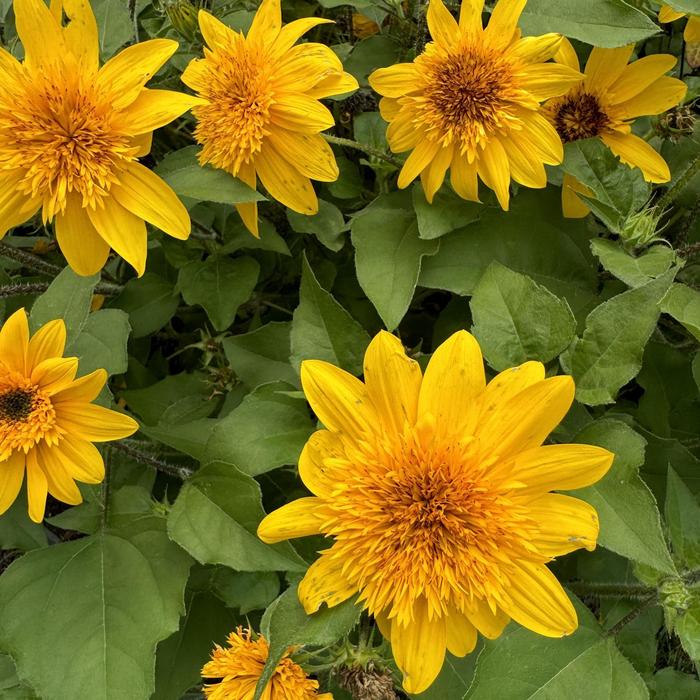 Sunfinity® 'Double Yellow' Dwarf Sunflower - Helianthus annuus