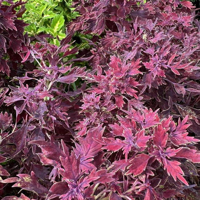 Down Town® 'Dallas' - Coleus