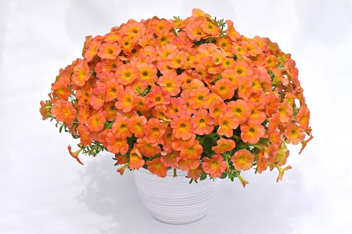 Flower Shower 'Golden Harvest' Petunia - Petunia