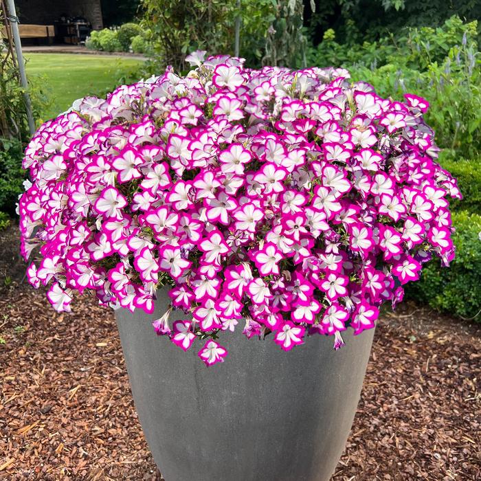 Flower Shower 'Ringo Star' Petunia - Petunia