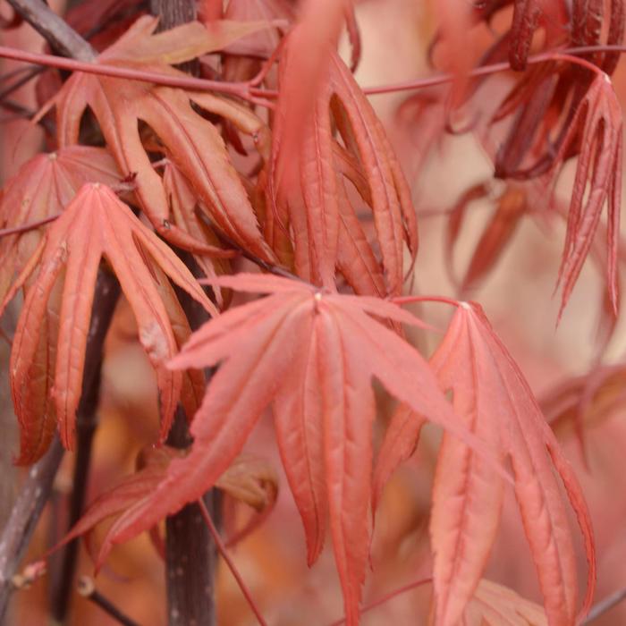 'Emperor 1®' Japanese Maple - Acer palmatum