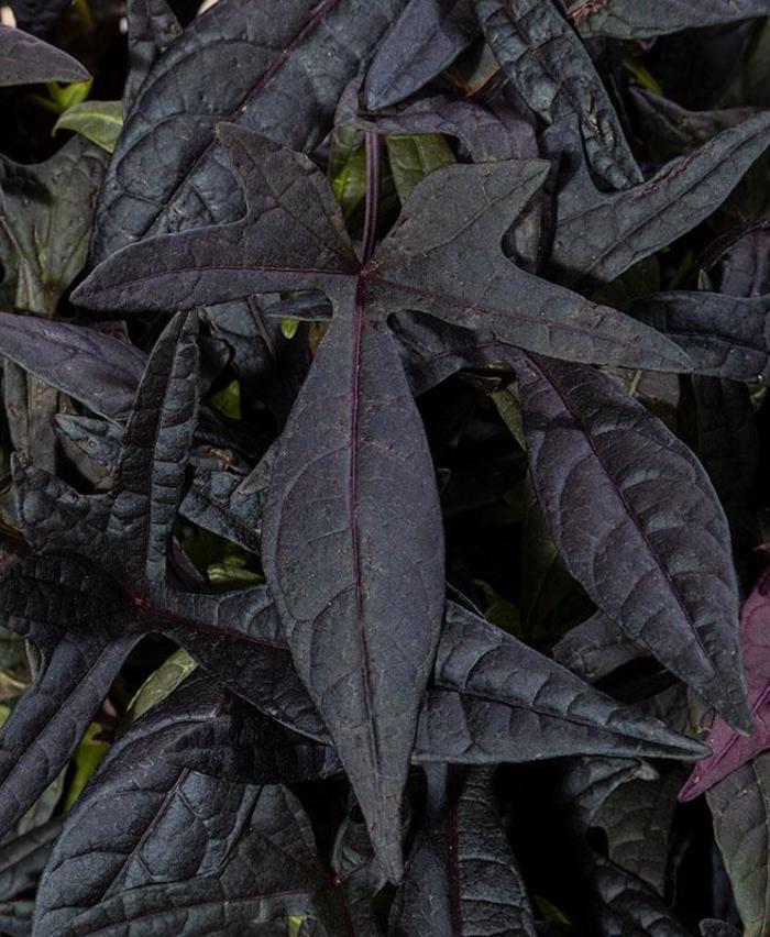 Sweet Georgia&reg; Deep Purple - Ipomoea
