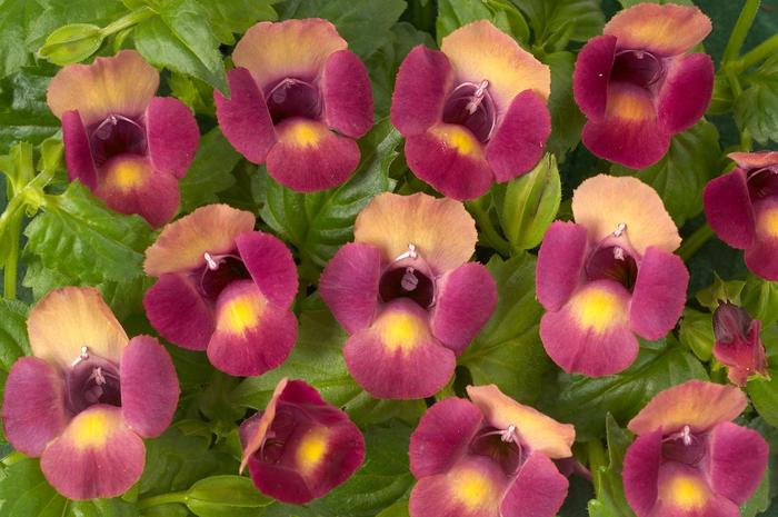 Magenta Moon™ Wishbone Flower - Torenia 