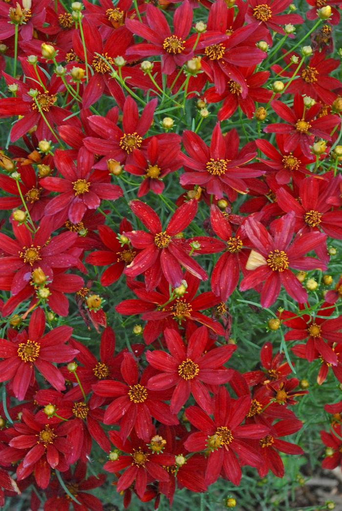 Tickseed - Coreopsis Sizzle & Spice® 'Hot Paprika'