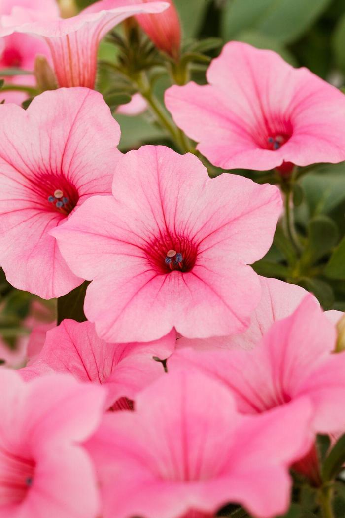 Dekko™ Maxx™ Pink - Petunia