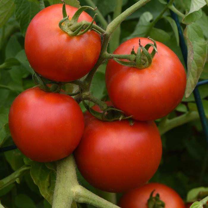 Tomato - Lycopersicon esculentum 'Early Girl' 