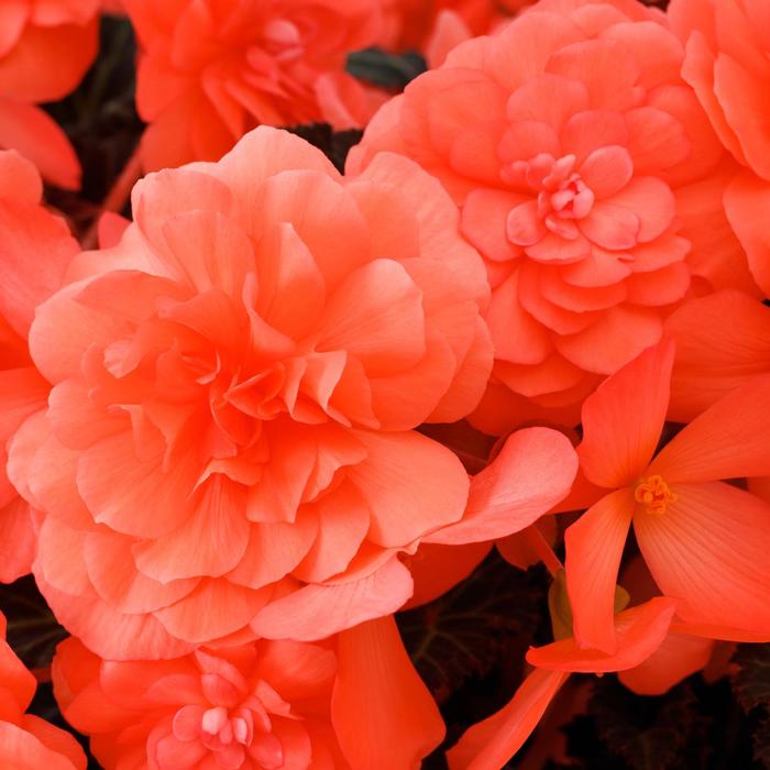 iCandy&trade; Coral Pink - Begonia