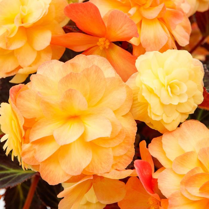 iCandy&trade; Sunset - Begonia