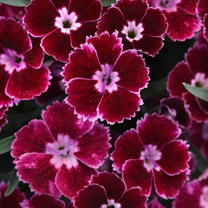 Border Carnation - Dianthus Everlast™ Ruby Edge