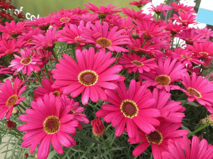 Grandaisy&reg; Dark Pink - Argyranthemum