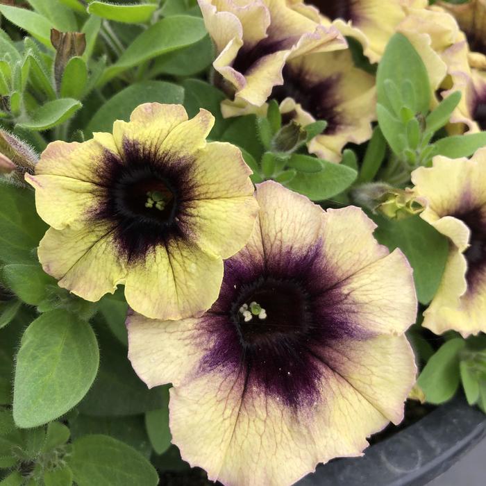 Surfinia&reg; Heavenly Blueberries and Cream - Petunia