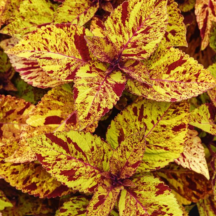 ChargedUp&trade; Marble Mania - Coleus