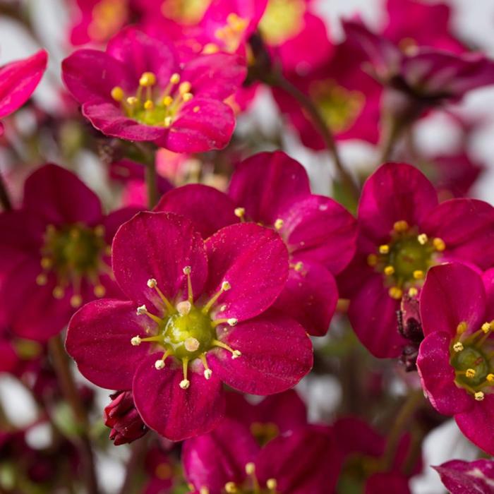 Marto™ Hot Rose Rockfoil - Saxifraga x arendsii Marto™ Hot Rose Rockfoil - Saxifraga x arendsii