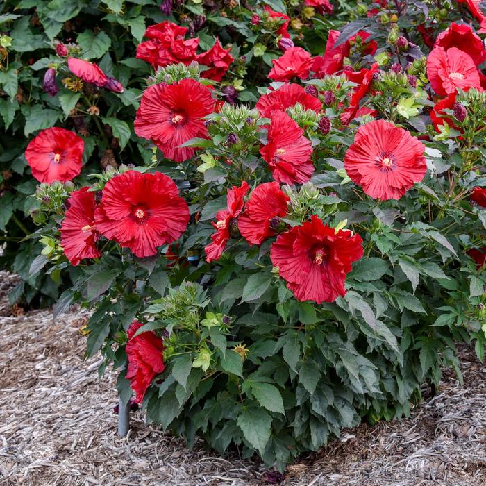 Summerific® 'Garnet Globes' - Hibiscus (Rose Mallow) Summerific® 'Garnet Globes' - Hibiscus (Rose Mallow)