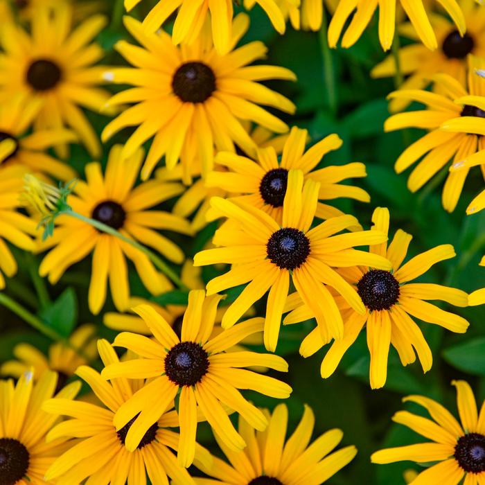 'Treasure Trove' Black-Eyed Susan - Rudbeckia 'Treasure Trove' Black-Eyed Susan - Rudbeckia
