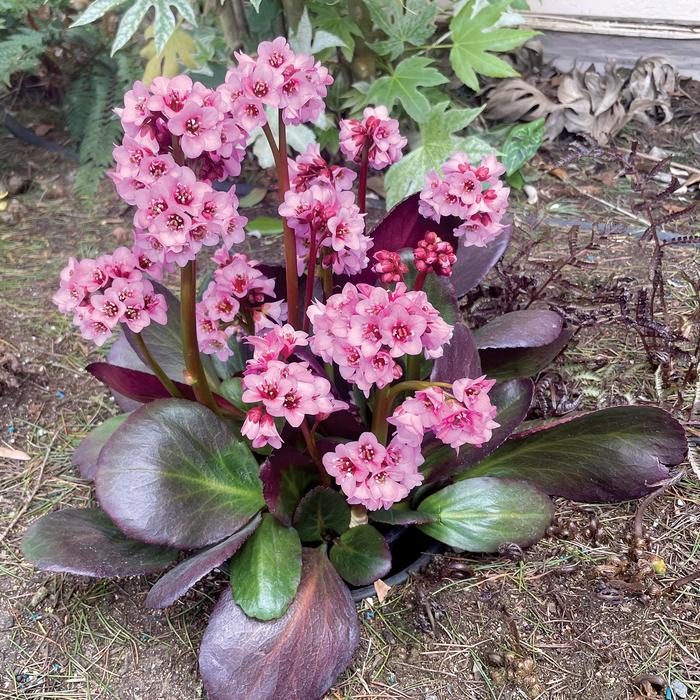 Pigsqueak - Bergenia Vintage&trade; Blush