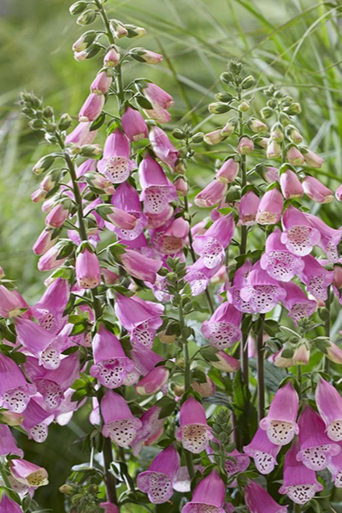 Foxglove - Digitalis 'Pink Panther' 