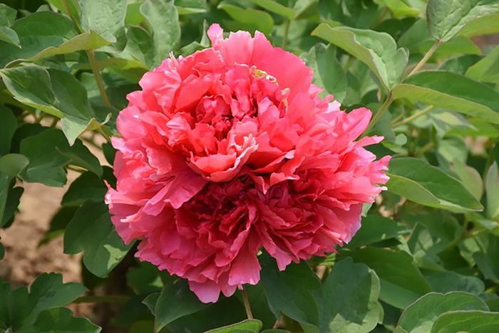 Tree Peony - Paeonia x suffruticosa Burning Colors of Evening Tree Peony - Paeonia x suffruticosa Burning Colors of Evening