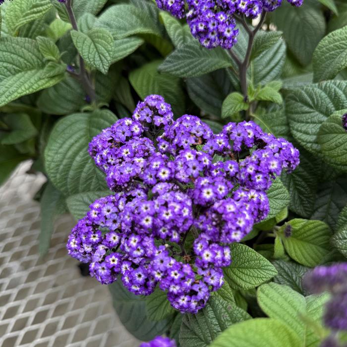 Fragrant Delight - Heliotrope Fragrant Delight - Heliotrope