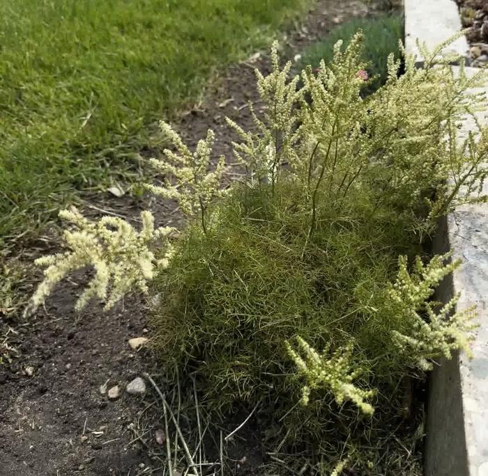 Goat's Beard - Aruncus 'Fairy Hair' 